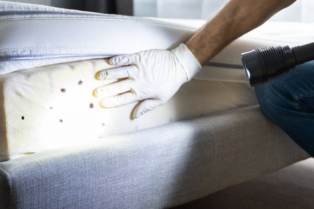 Best Bed Bug Extermination  in Pittsboro, NC