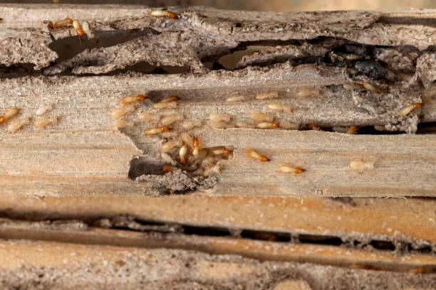Best Commercial Pest Control Services  in Pittsboro, NC